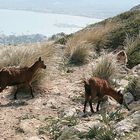 Formentor, wilde Ziegen