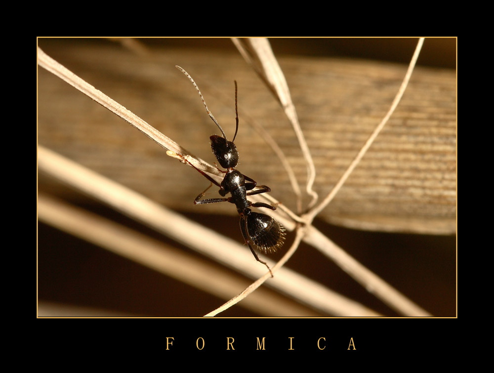 FORMICA