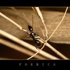 FORMICA