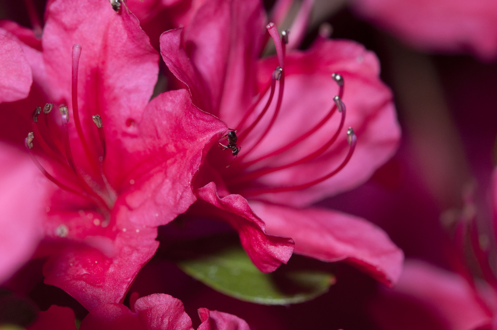 Formica e Azalea