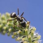 Formica fusca beim Blütenbesuch