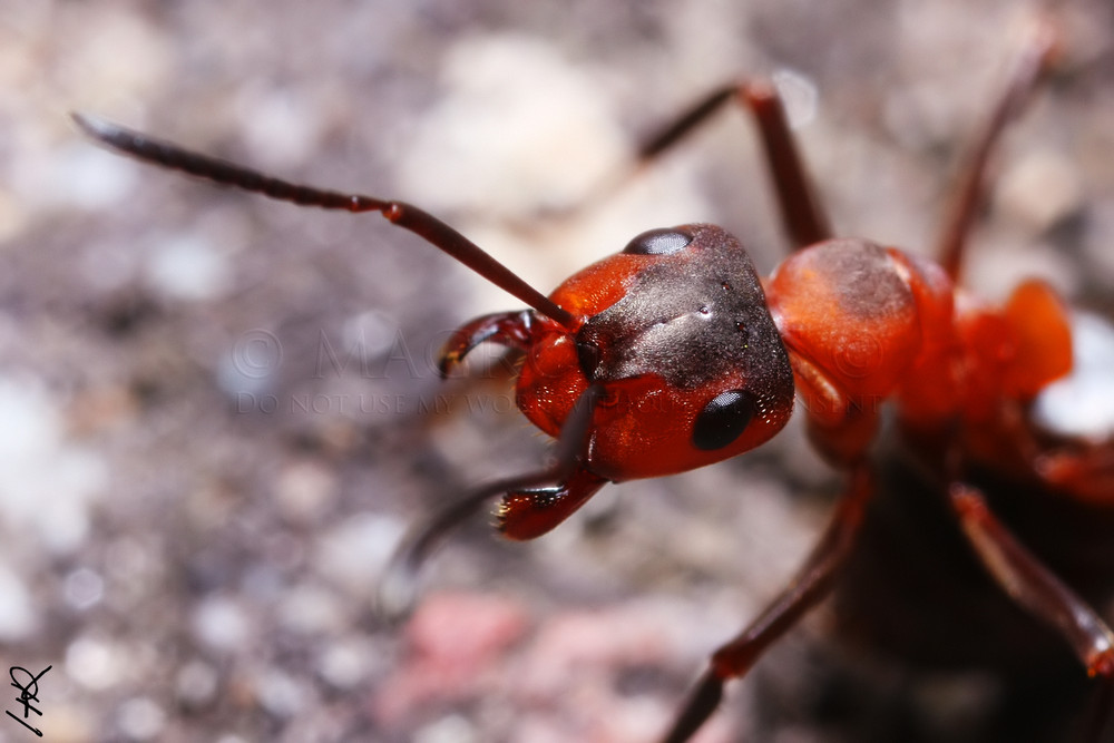 Formica polyctena