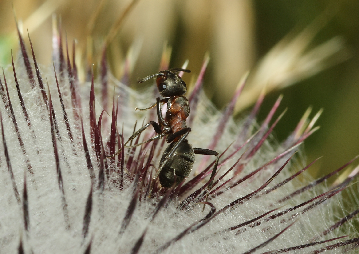 formica rufa