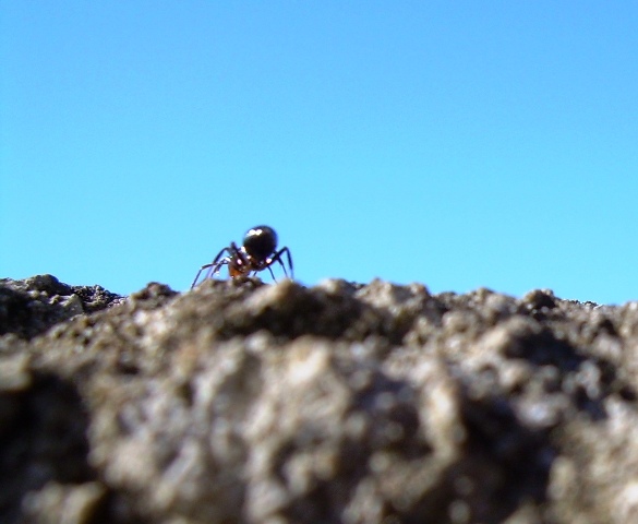 formica sul muro