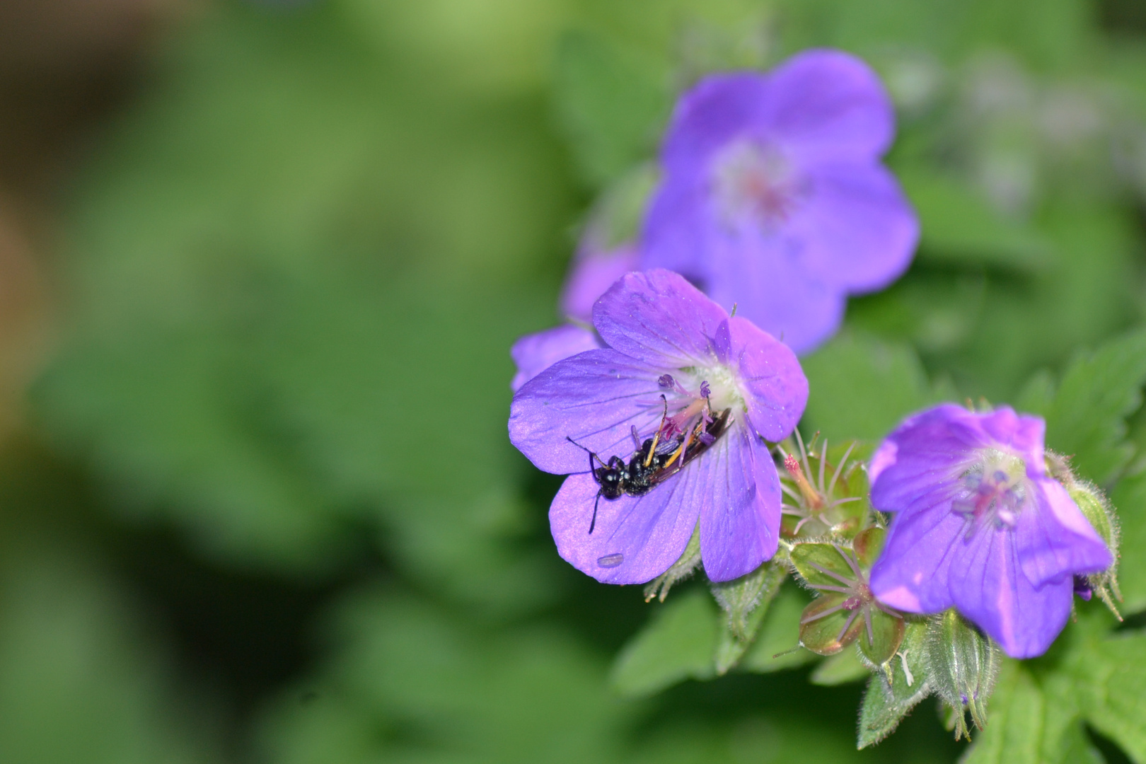 FORMICHINA DORMIENTE