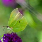 Formschönes Grüngelb auf Violett