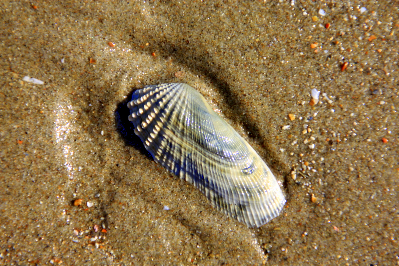 formvollendete Schönheit in der Natur