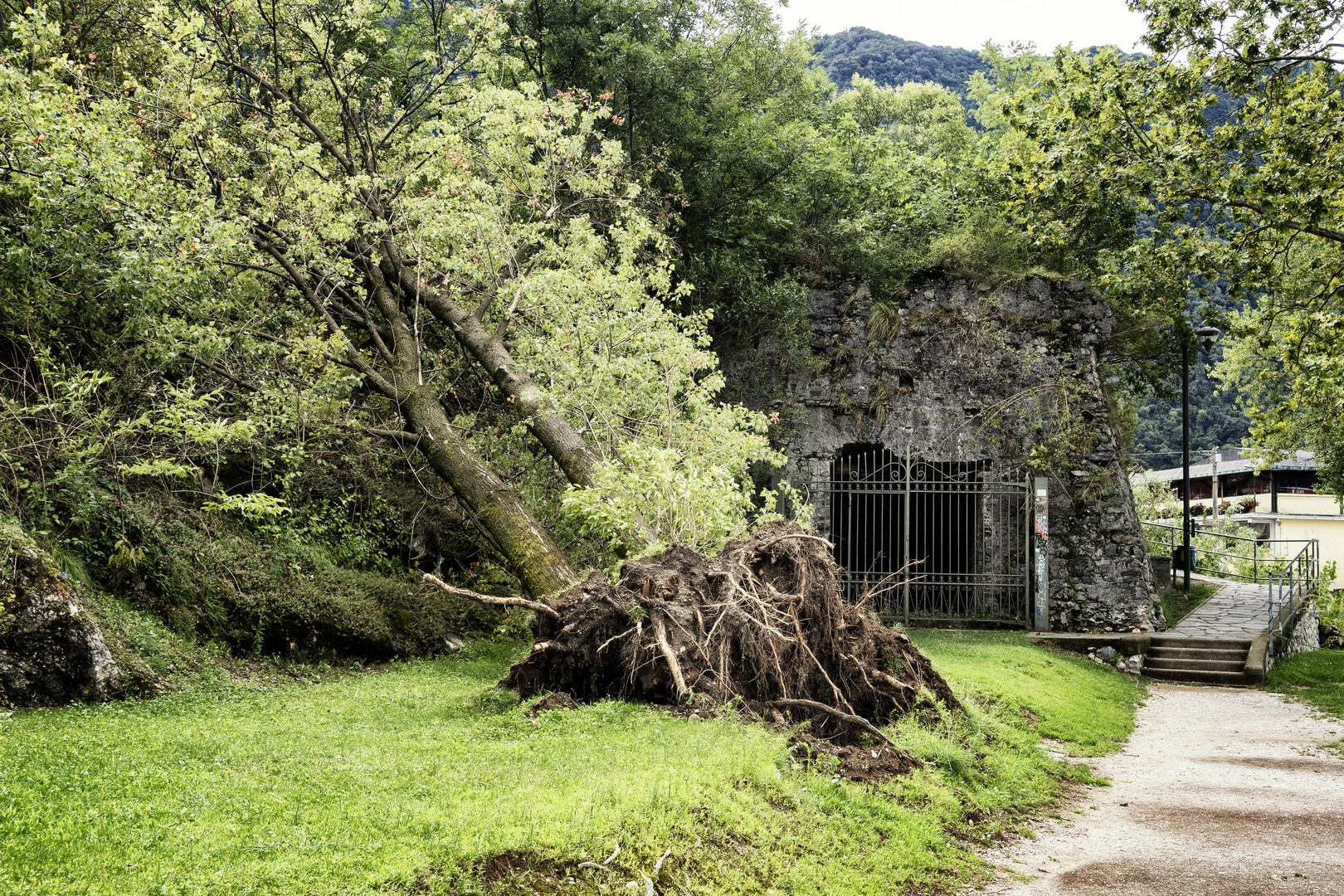 Fornaci, albero abbattuto