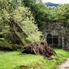 Fornaci, albero abbattuto