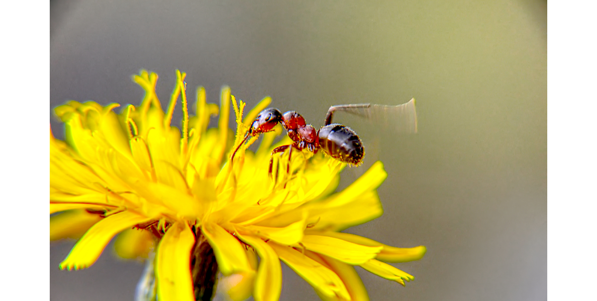 Fornica fusca