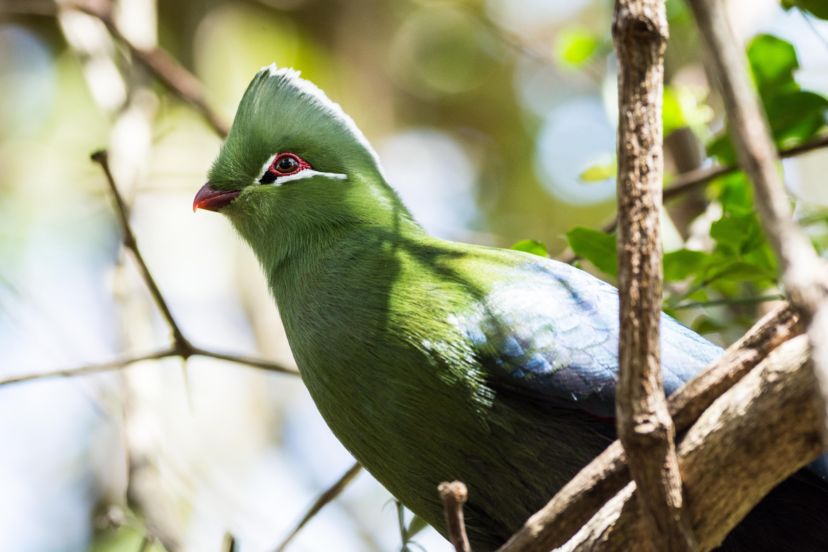 Forrest Bird - Birds of Eden - South Africa