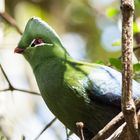 Forrest Bird - Birds of Eden - South Africa