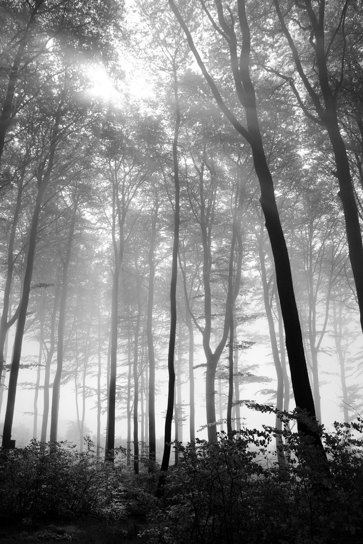 Forrest in fog