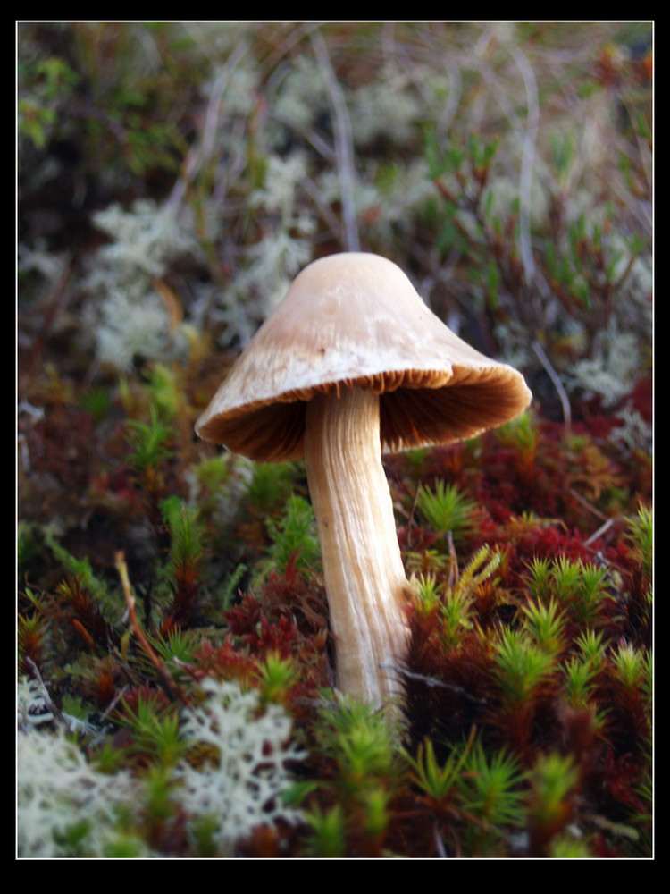 Forrest mushroom