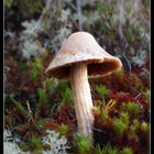 Forrest mushroom