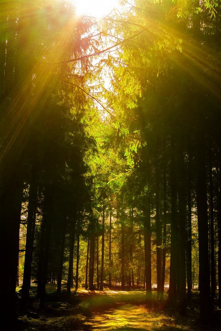 Forrest Sunrays I