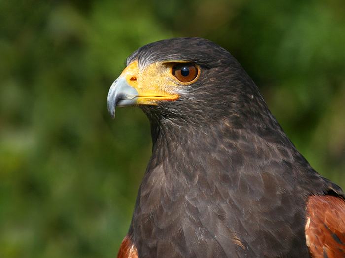 Forschender Jägerblick