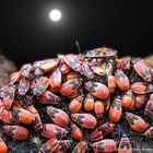 ... forse sarà una notte movimentata... già la folla scalpita e la luna è piena...