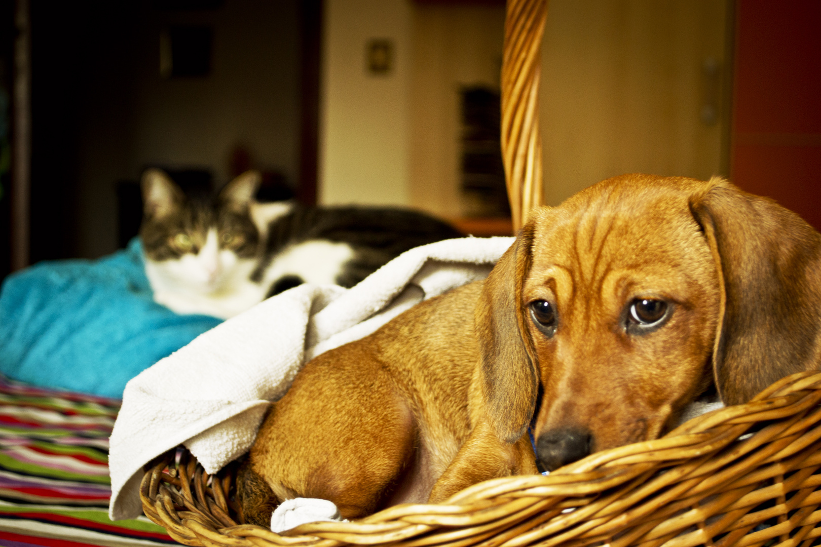 È forse un cane quello che vedo?