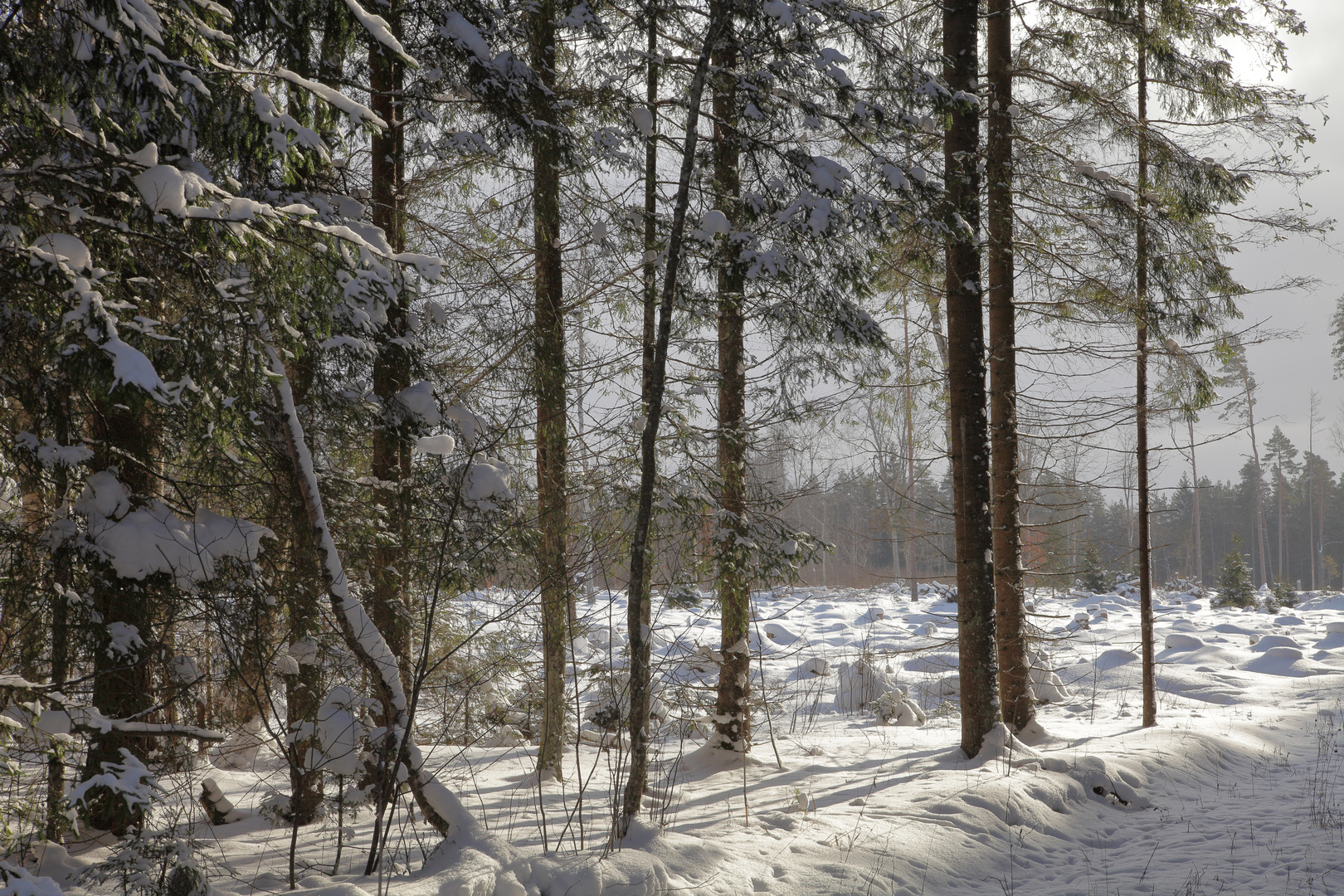 Forst im Schnee