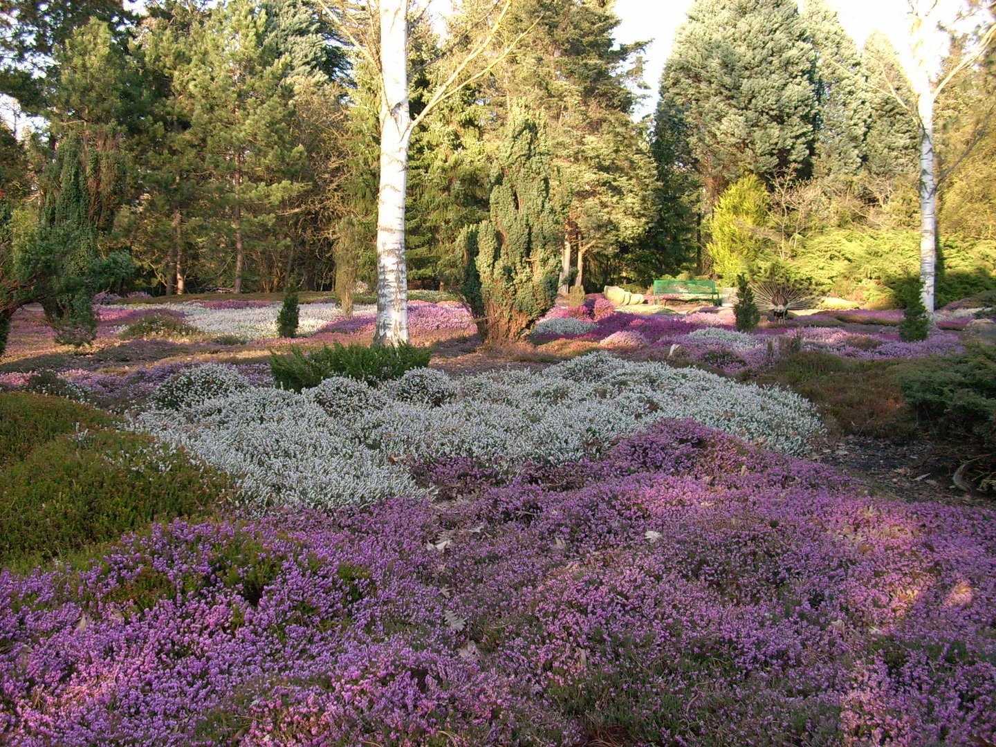 Forstbotanischer Garten Heidelandschaft