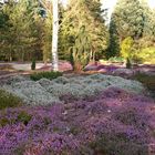 Forstbotanischer Garten Heidelandschaft