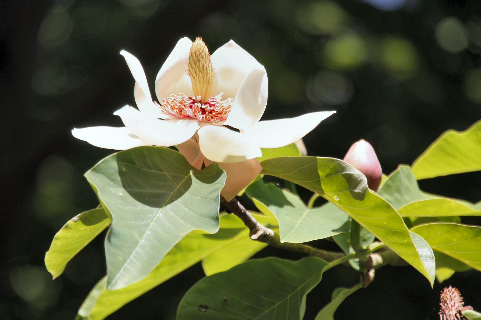 Forstbotanischer Garten, Köln Rodenkirchen