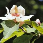 Forstbotanischer Garten, Köln Rodenkirchen