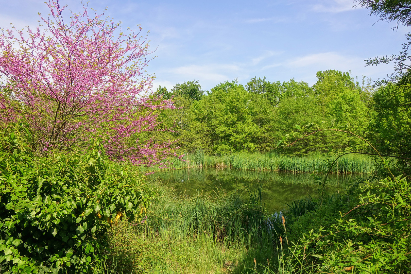 Forstbotanischer Garten Tharandt II