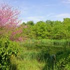 Forstbotanischer Garten Tharandt II