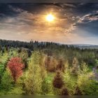 Forstbotanischer Garten Tharandt / Sächsisches Landesarboretum