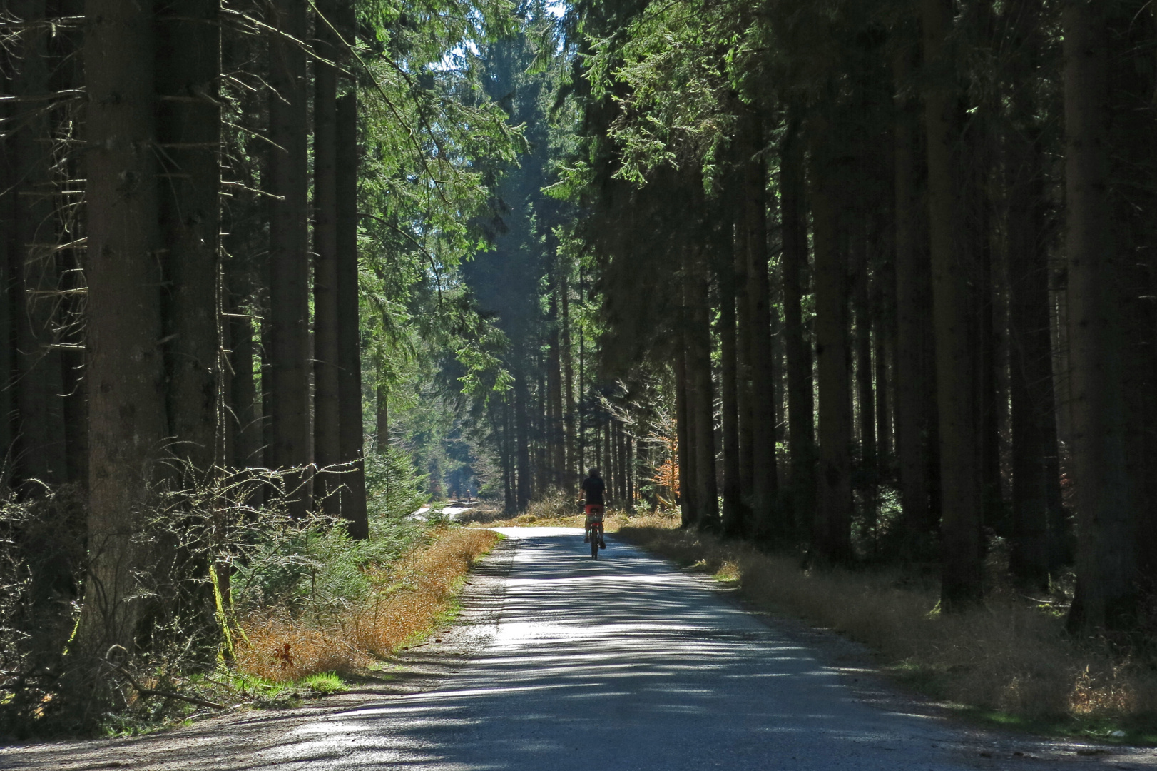 Forstenried-Waldweg