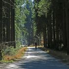 Forstenried-Waldweg
