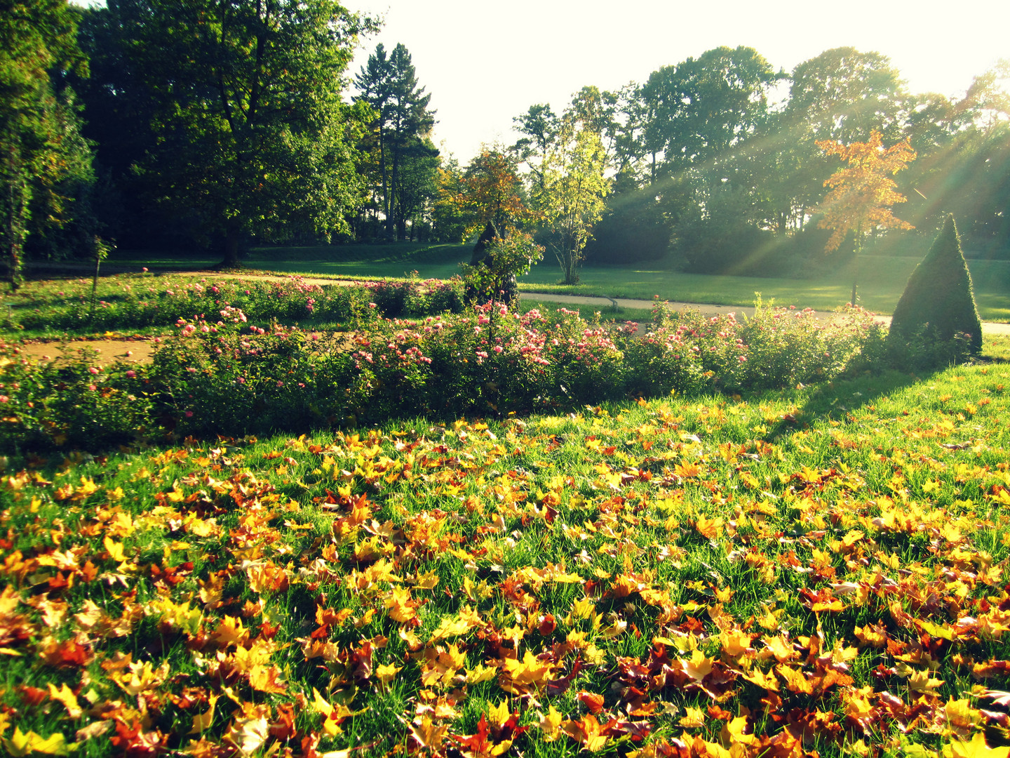 Forster Rosengarten im Herbst