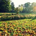 Forster Rosengarten im Herbst