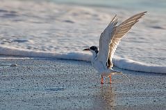 Forster's Tern