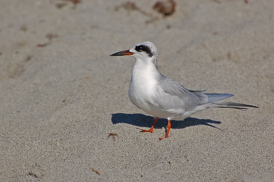 Forsterseeschwalbe - Forster's Tern (Sterna forsteri)