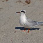 Forsterseeschwalbe - Forster's Tern (Sterna forsteri)