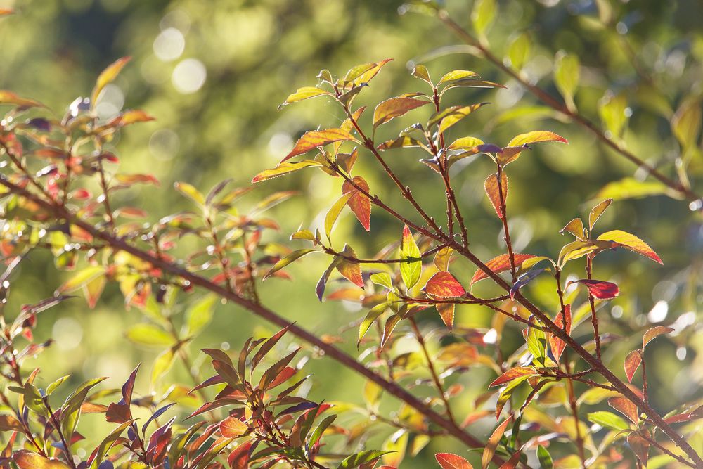 Forsthien im Herbst