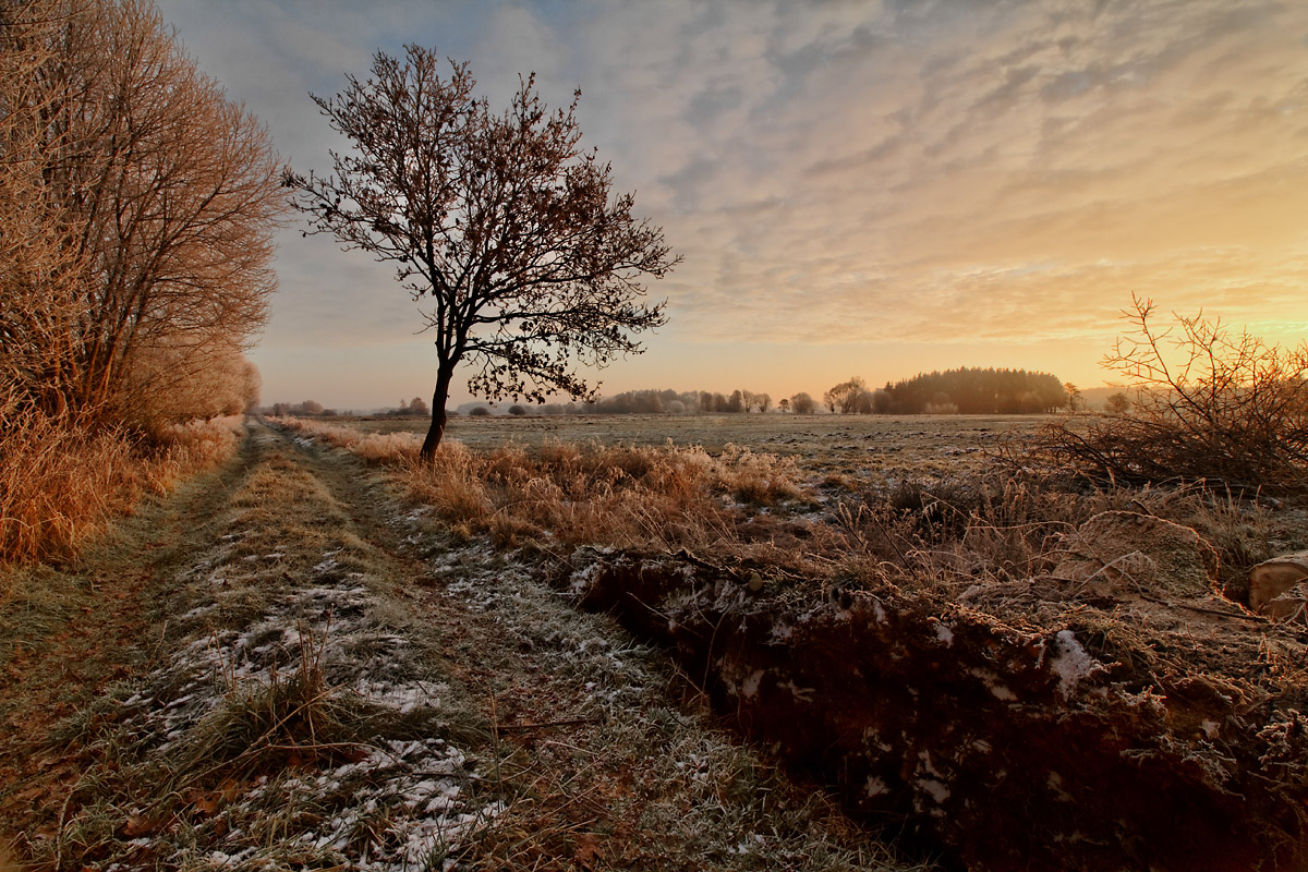 Forstweg bei Sonnenaufgang