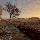 Forstweg bei Sonnenaufgang