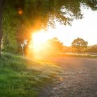 Forstweg mit Gegenlicht 02