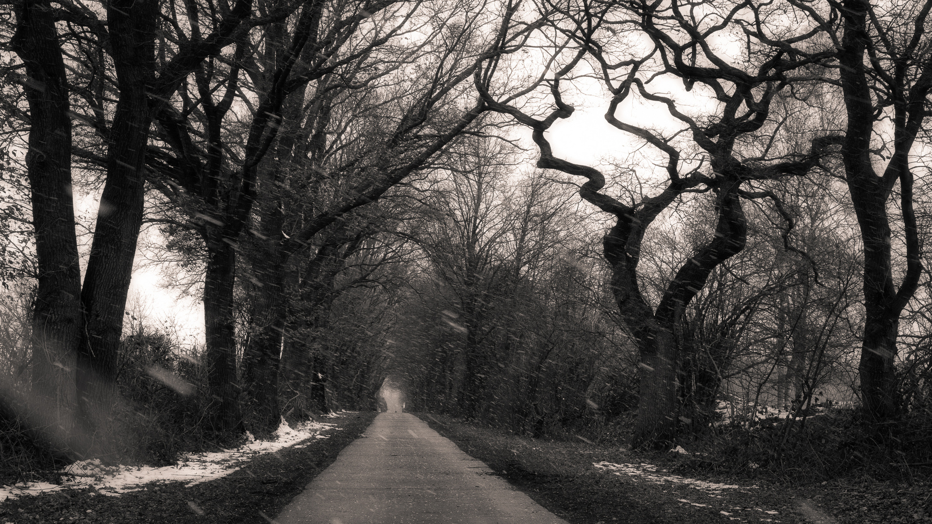 Forstweg mit Schneeflug