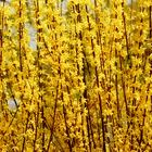 Forsythia