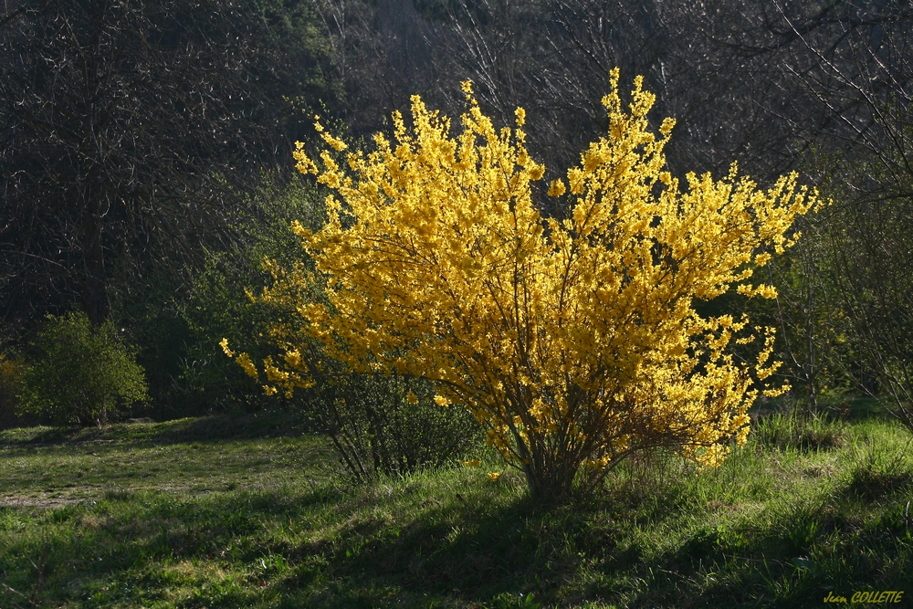 Forsythia.