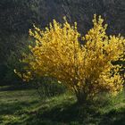 Forsythia.