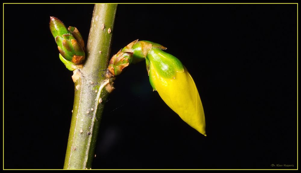 Forsythia ~1~