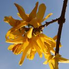 Forsythia