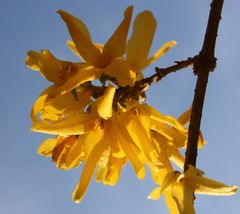 Forsythia