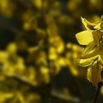 Forsythia